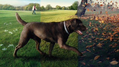 Создание интернет-баннера препарата Foresto для компании Bayer